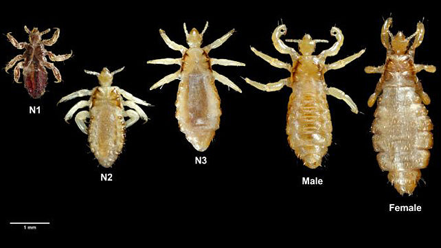 Head lice information
