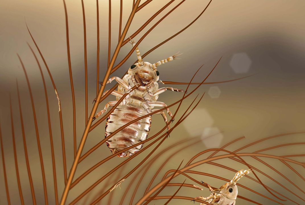 Head lice history